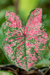 Caladium bicolor or Queen of the leafy plants