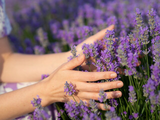 Close-up woman's hands holding the lavender flowers in the lavender field.