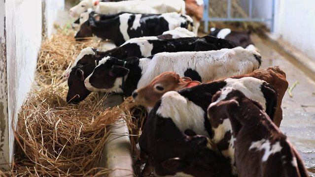 The calf's grazing hay inside the cattle shed