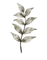 Watercolor leaf illustration 