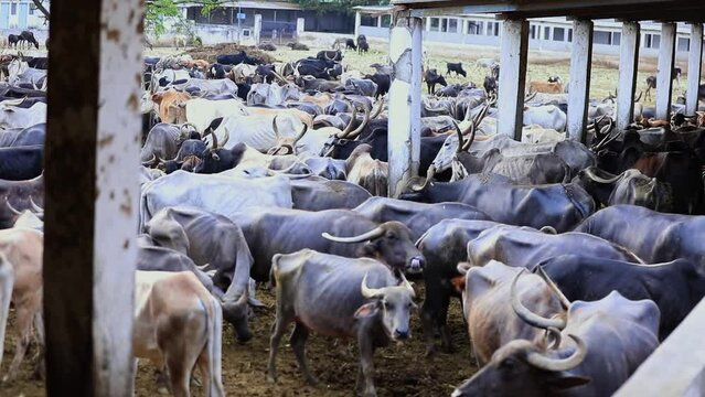 Hundreds of cows and buffalo's sheltered in cowshed or Goshala