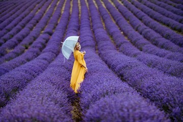 A middle-aged woman in a lavender field walks under an umbrella on a rainy day and enjoys...