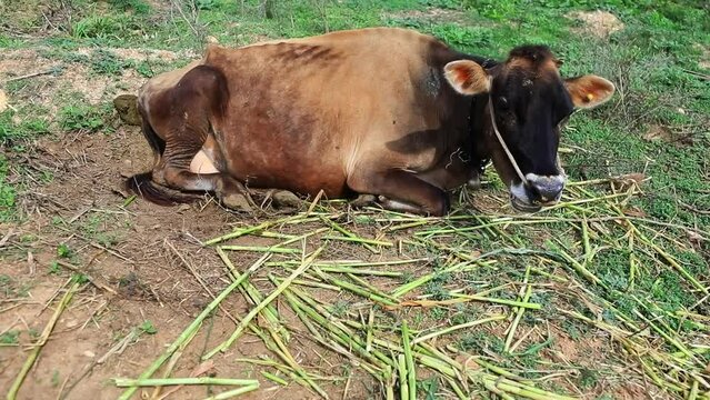 A Sick Cow Resting On The Ground