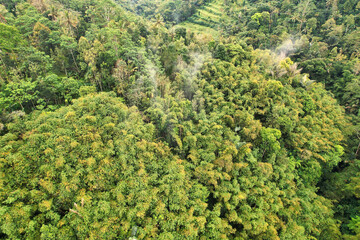 Fototapeta premium green forest jungle in Bali