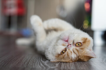 adorable brown exotic shorthair cat lying down and look at camera