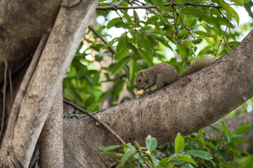 brown squirrel eat bean or pecan nut on tree