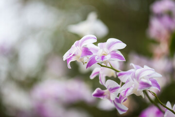 Close up of orchid  in spring park