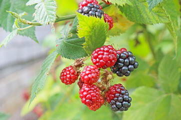 Blackberry berry, grows on a green bush in natural conditions.