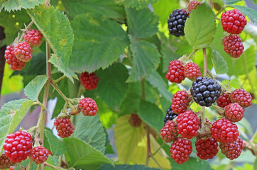 Blackberry berry, grows on a green bush in natural conditions.