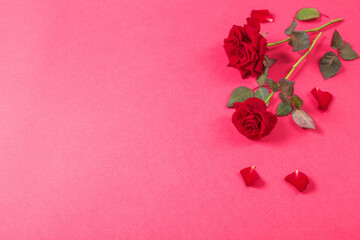 roses on pink paper background