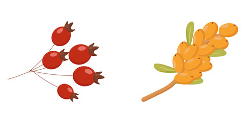 rosehip sea buckthorn autumn element sea buckthorn an autumn element of botany