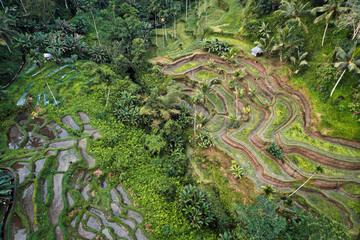 Green jungle, rice terraces captured with a drone - Bali