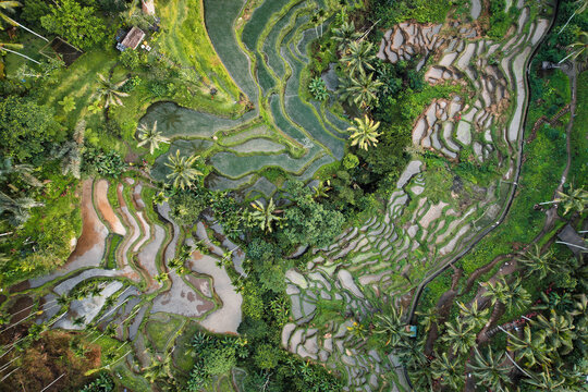 Green jungle, rice terraces captured with a drone - Bali