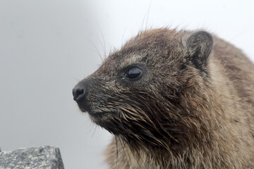 South African Dassie