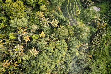 Green jungle, rice terraces captured with a drone - Bali