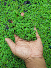 Top view of farmer's hand holding Azolla Microphylla, environmental ecology hand.
