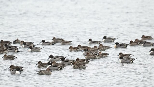 オナガガモの群れ(鳴き声あり)