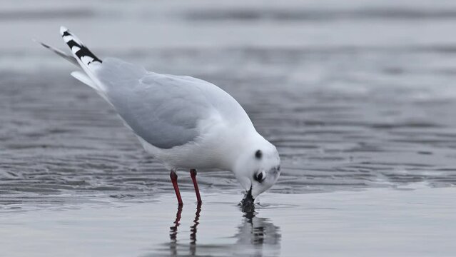 水を飲み頭かきするズグロカモメ(Saunders's gull)
