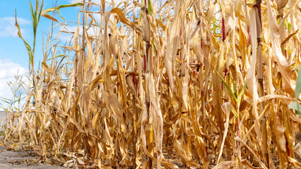 Dried corn crop close-up. Food crisis as a result of crop failure. Crop losses due to improper agricultural practices. Global warming concept.  Drought as the cause of the food crisis.