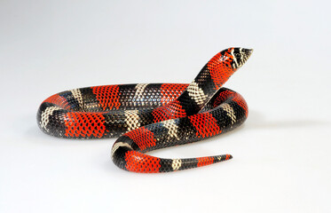 Ringed Hognose Snake // Geb&auml;nderte Hakennasennatter (Xenodon semicinctus, Lystrophis semicinctus) - female / Weibchen