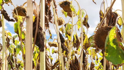 Global warming. The field of sunflowers dried up due to the heat and lack of water. Drought as the...