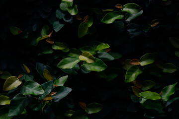 Green leaves pattern background on natural low light. Low key photography.