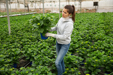 Portrait of female gardener with blooming flower who is taking care of them in orangery. High...