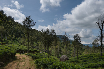 Tea plantation in Sri Lanka
