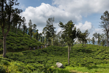 Tea plantation in Sri Lanka