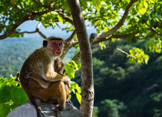 A mom monkey hugging her baby while sitting in a tree, Sri Lanka