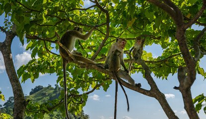 Young macaque monkeys on a tree, Sri Lanka