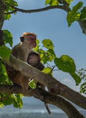 A mom monkey hugging her baby while sitting in a tree, Sri Lanka