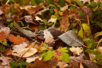 Brown and orange fallen leaves on the ground. Autumn foliage.