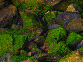 Moss and rocks at the beach