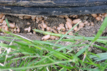 Black garden ants in a nest trying to carry eggs and larvae