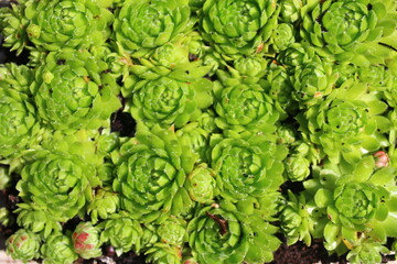 ROJNICZEK POSPOLITY ROJOWNIK samoroda kwiat jasnożółty  rojnik