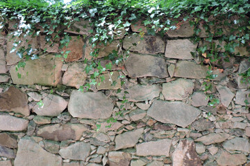 An evergreen common ivy hanging from a stone wall in the sunlight