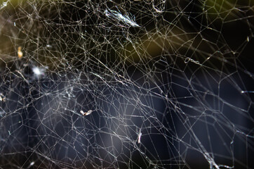 old spider web closeup view