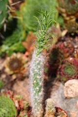  kaktus Austrocylindropuntia vestita