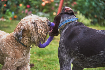 Two dogs play with a ring on the lawn in the garden.