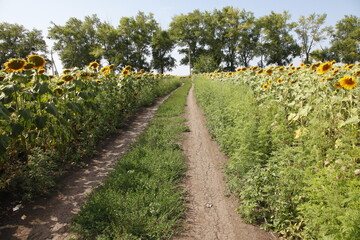 Fototapeta na wymiar Sunflowers field under the blue sky on a peaceful sunny day. Ukrainian agricultural rural landscape with country road