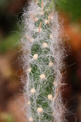  kaktus Austrocylindropuntia vestita