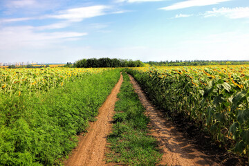 Fototapeta na wymiar Sunflowers field under the blue sky on a peaceful sunny day. Ukrainian agricultural rural landscape with country road