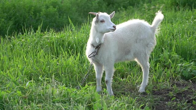 Young goat on a free green pasture on a farm field