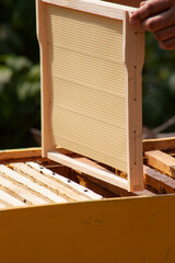 Installation of new frames in the hive. Work at the apiary. A beekeeper repairs hives. Seasonal...