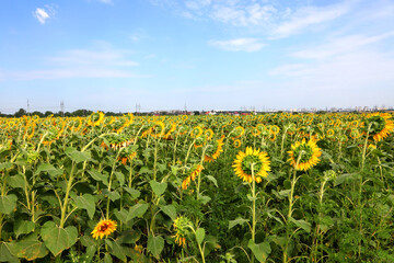 Fototapeta na wymiar Sunflowers field under the blue sky on a peaceful sunny day. Ukrainian agricultural rural landscape