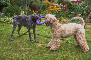 Two dogs play with a ring on the lawn in the garden.