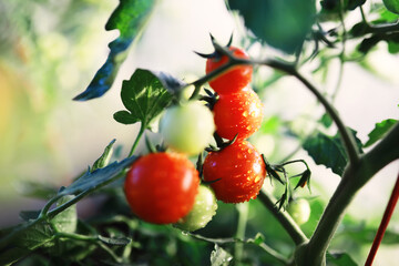 Fresh farm cherry tomatoes on the branches are harvested by the farmer.