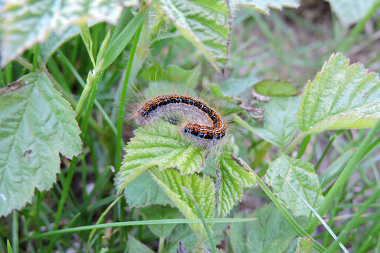 A colorful ground Lackey (Malacosoma castrensis) caterpillar feeding on a blackberry leaf