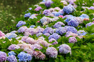 北海道洞爺湖町、砂防ダム近くの咲き終わりのアジサイ【8月】